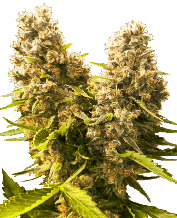 banana kush cake
