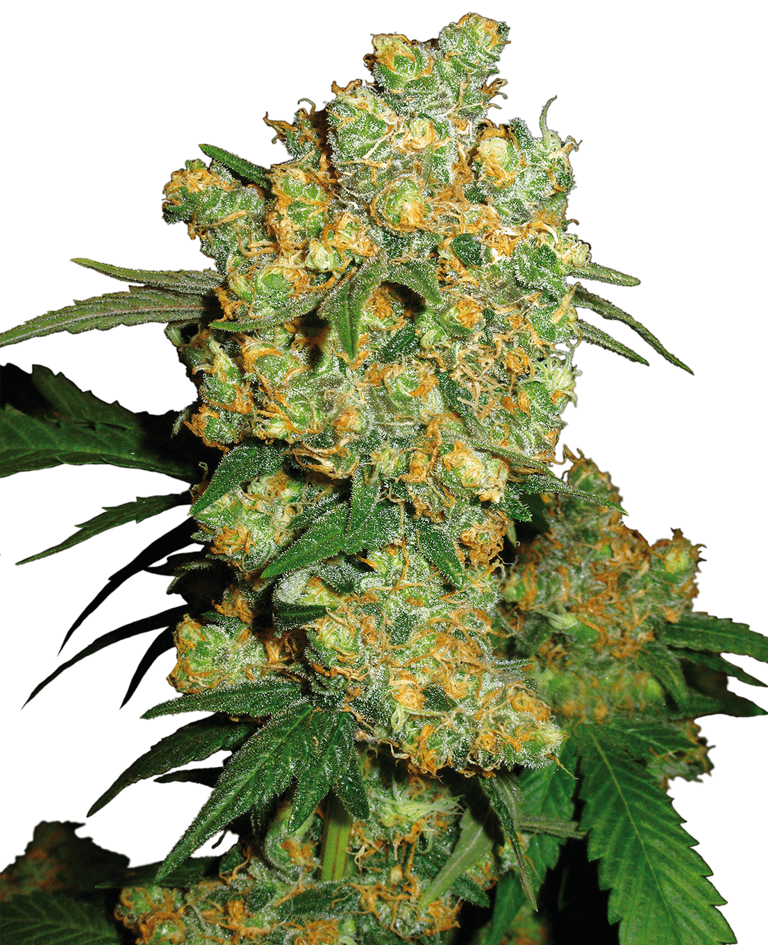 Big Bud Feminized Seeds