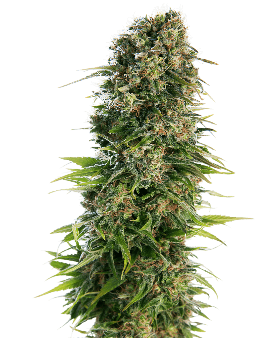 Hindu Kush Automatic Seeds