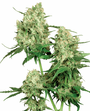 MAPLE LEAF INDICA