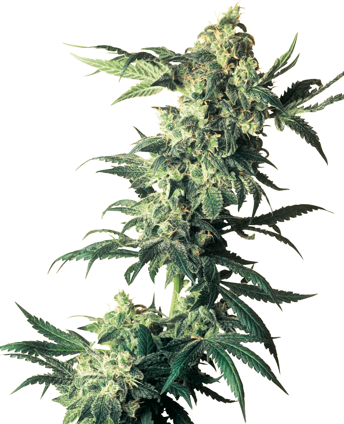 Northern Lights Feminized Seeds