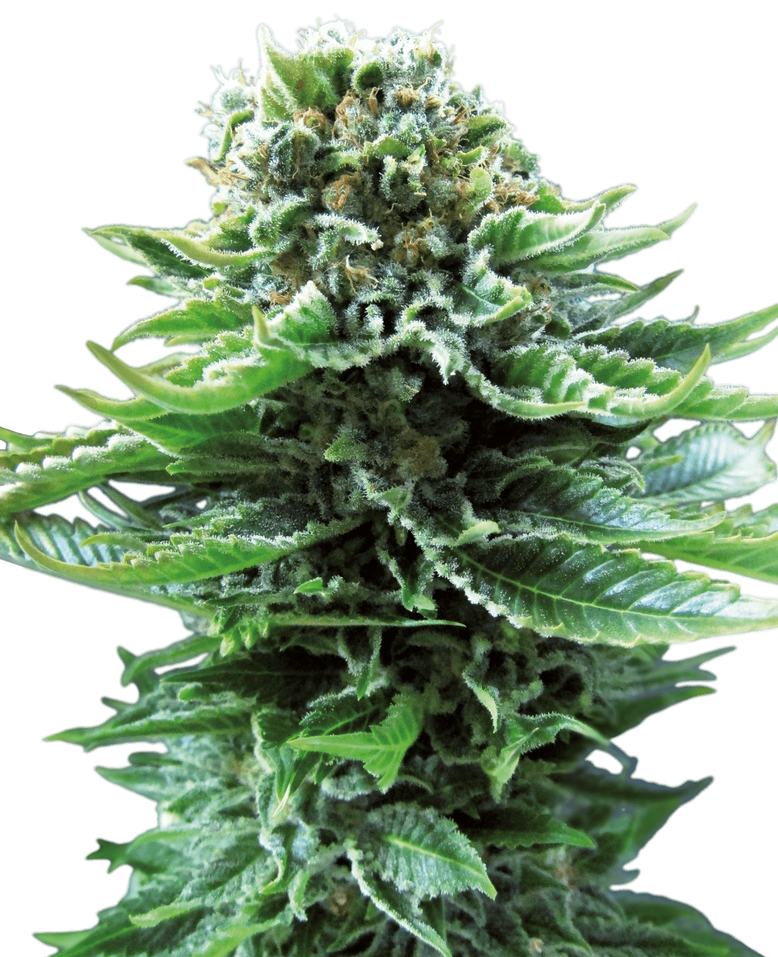 Northern Lights Automatic Seeds