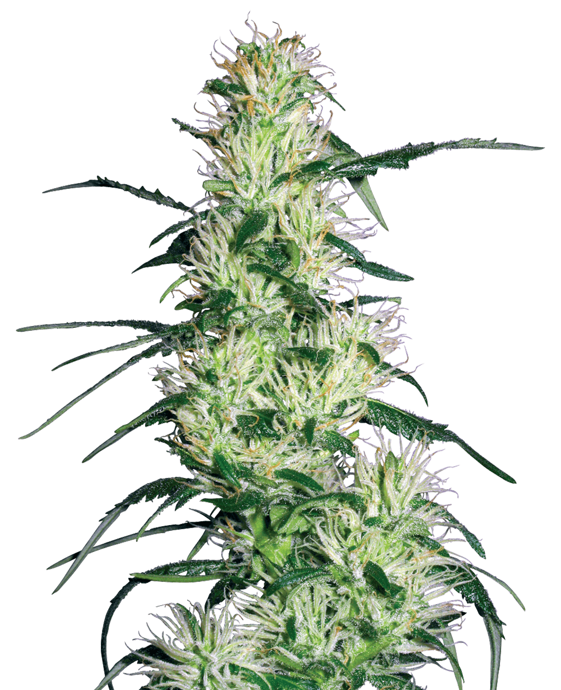 Purple Haze Feminized Seeds by White Label