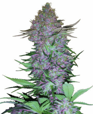 PURPLE SKUNK AUTO
