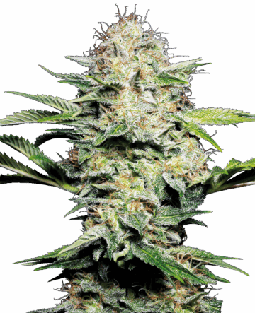 Sensi Skunk Automatic Seeds