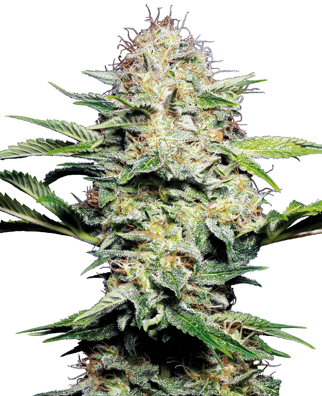 Sensi Skunk Automatic Seeds