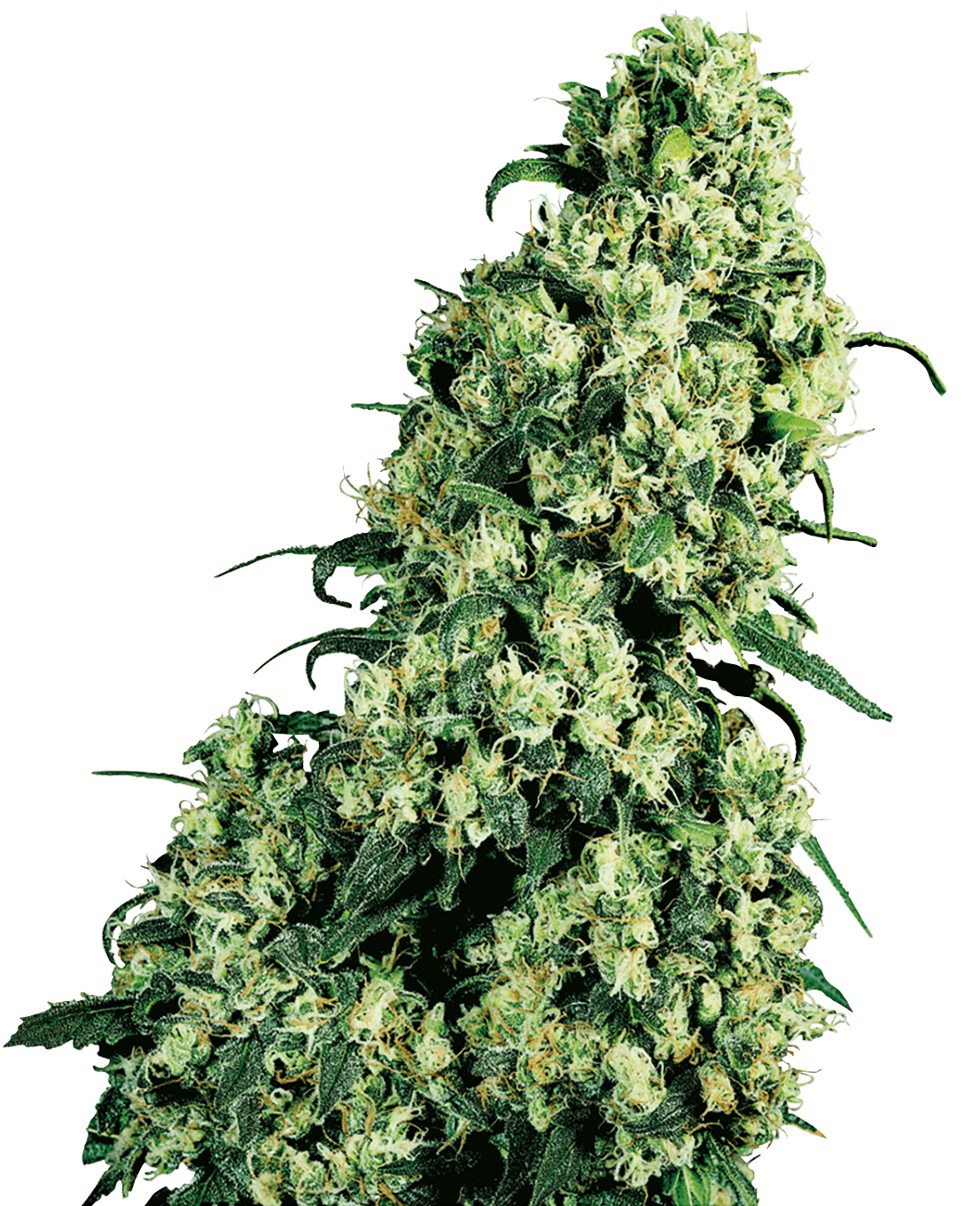 Skunk #1 Feminized Seeds