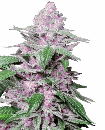 Purple Cookie Kush Feminized Seeds