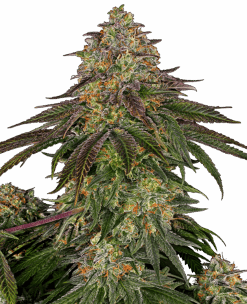 Sweet Cherry Kush Feminized Seeds