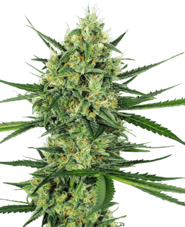Tangerine Sugar Feminized Seeds