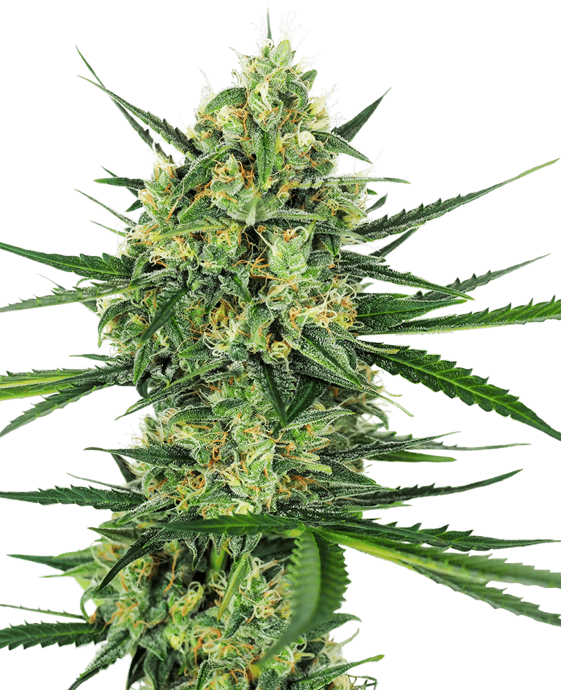 Tangerine Sugar Feminized Seeds