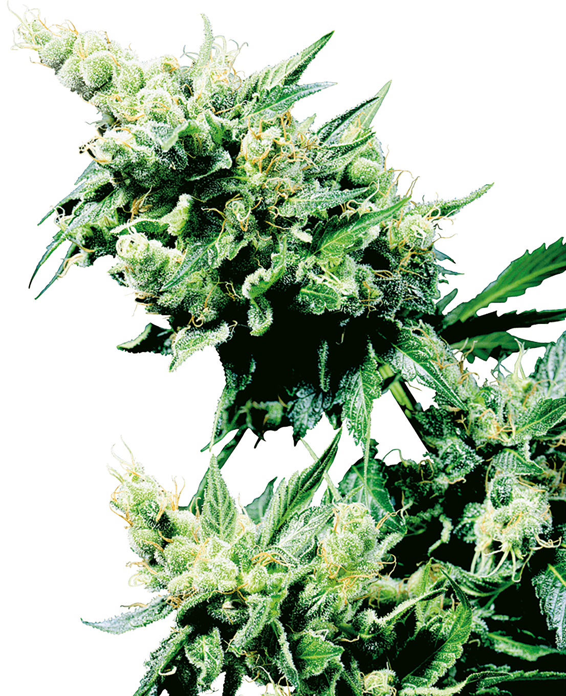 Hash Plant Regular Seeds