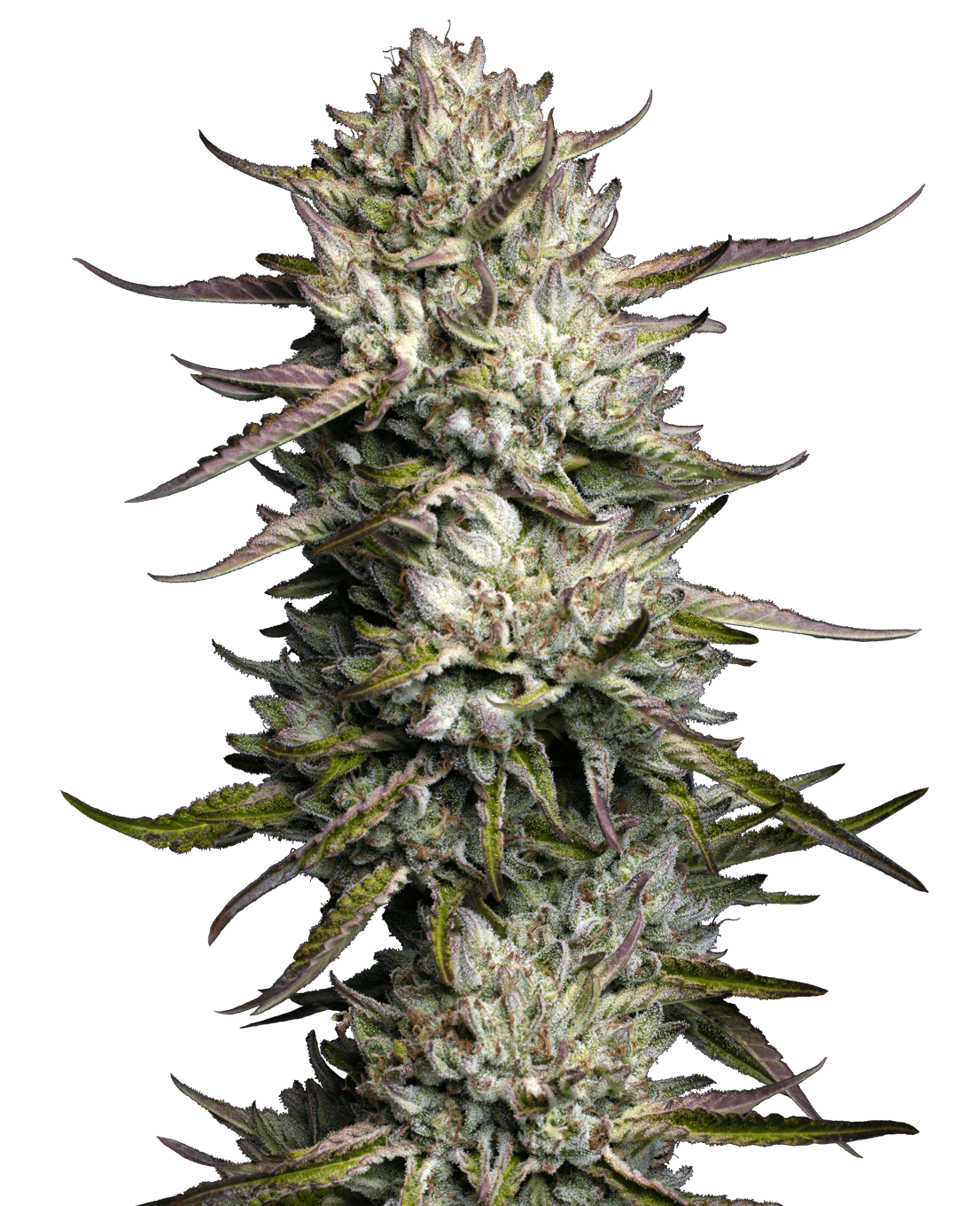 Purple Berry Muffinz Feminized Seeds