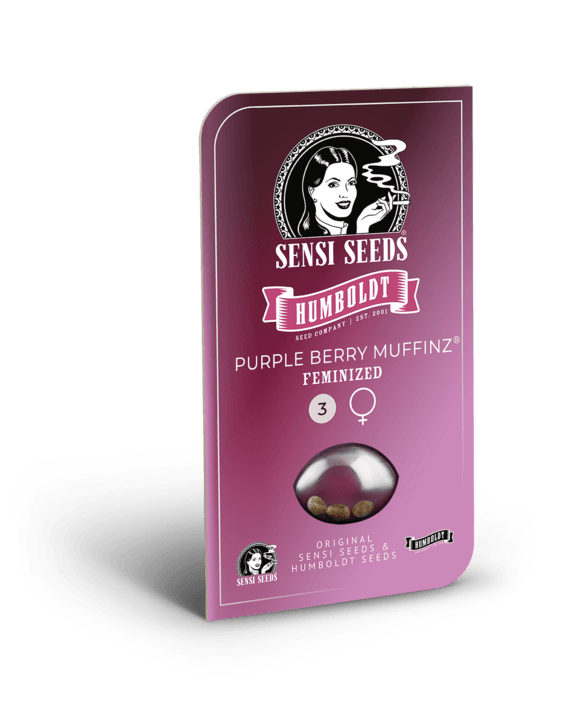 Purple Berry Muffinz Feminized Seeds - Image 2