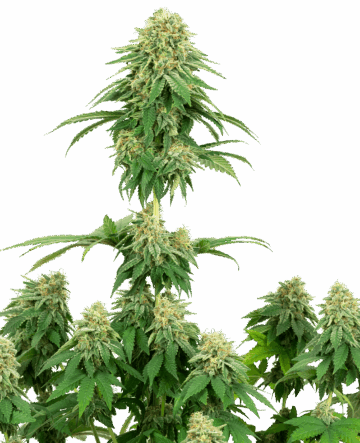 Girl Scout Cookies Feminized Seeds