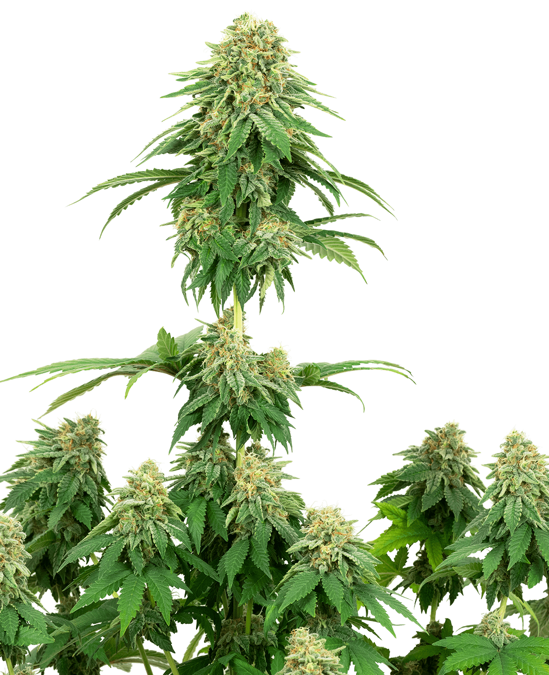 Girl Scout Cookies Feminized Seeds