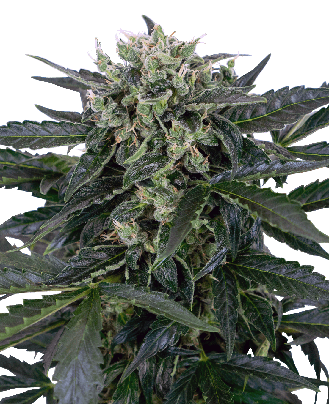 Sensi Amnesia Automatic Seeds