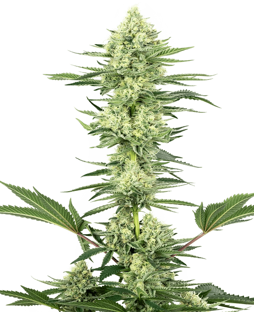 Shiva Skunk Automatic Seeds