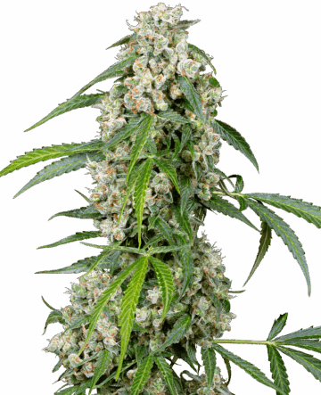 Pineapple Automatic