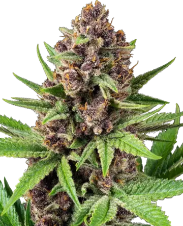 StrawZ Automatic
