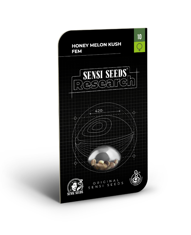 Honey Melon Kush Feminized Seeds - Image 2