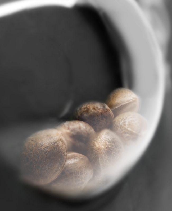 Honey Melon Kush Feminized Seeds - Image 3