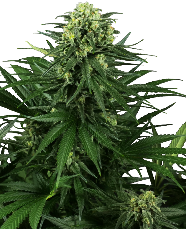 Honey Melon Kush Feminized Seeds
