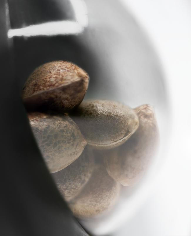 Lockdown Kush Feminized Seeds - Image 3