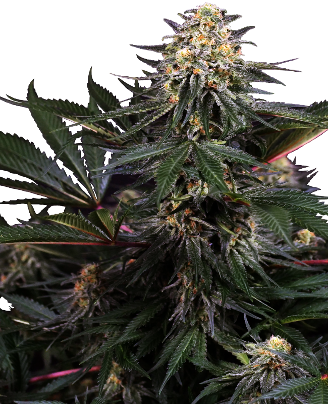Lockdown Kush Feminized Seeds