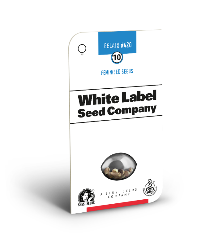 Gelato #420 Feminized Seeds by White Label - Image 2