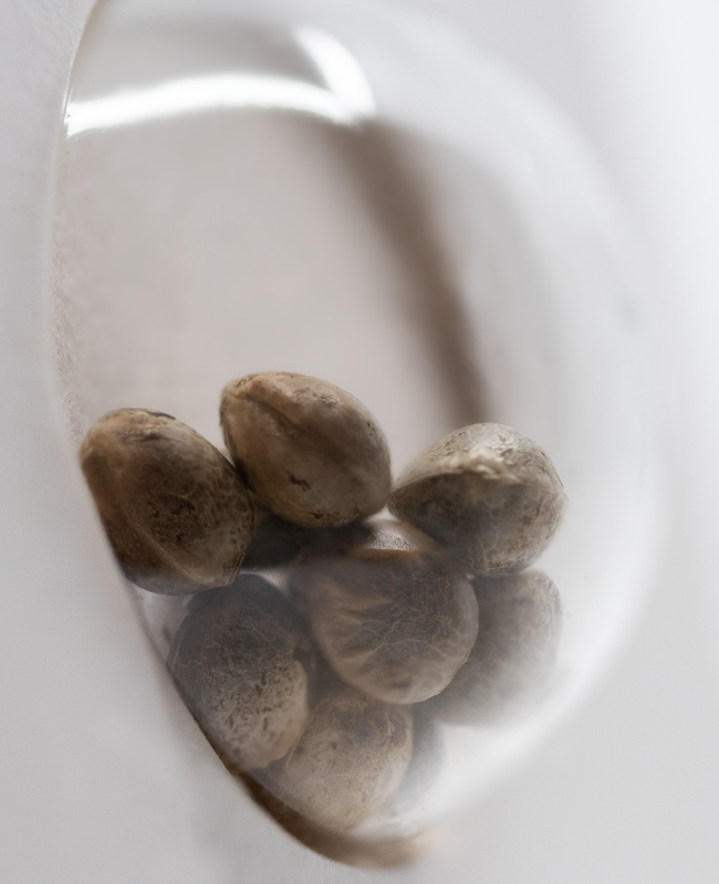 Gelato #420 Feminized Seeds by White Label - Image 3