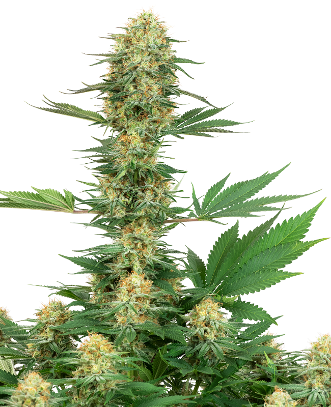 Gelato #420 Feminized Seeds by White Label