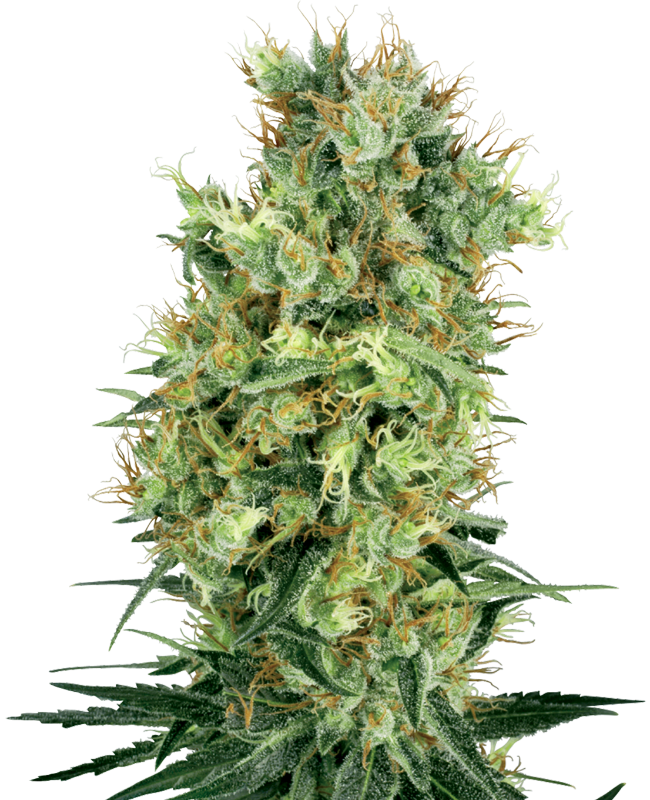 Cali Orange Bud Regular Seeds by White Label