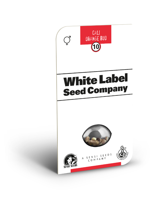 Cali Orange Bud Regular Seeds by White Label - Image 2