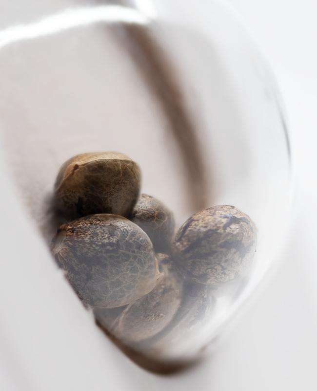 Cali Orange Bud Regular Seeds by White Label - Image 3