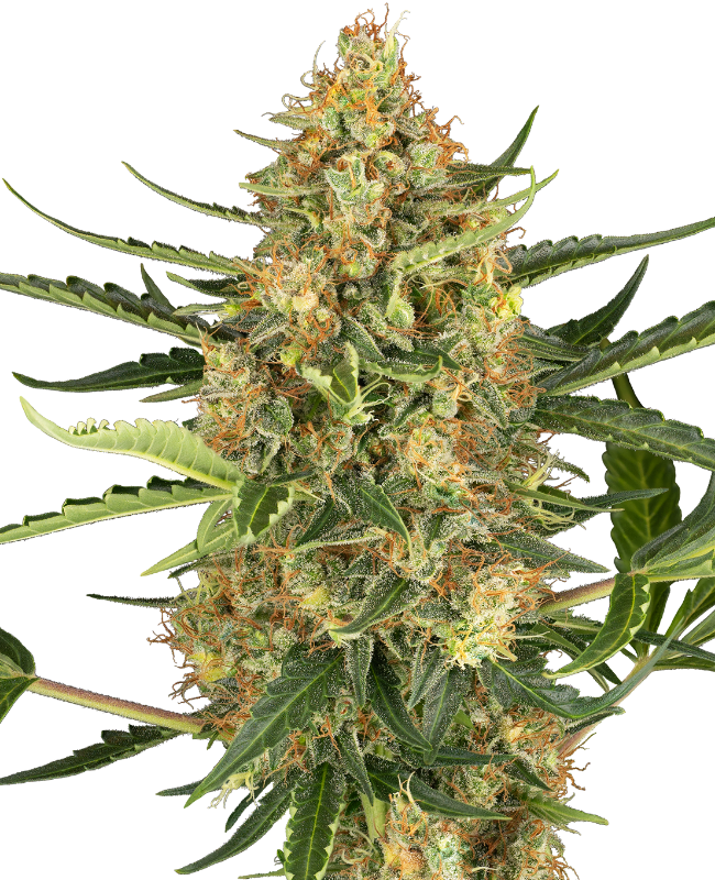Blueberry Bubblegum Automatic Seeds