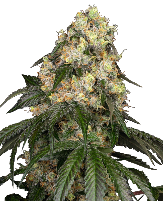 White Biscotti OG XXL Feminized Seeds by White Label
