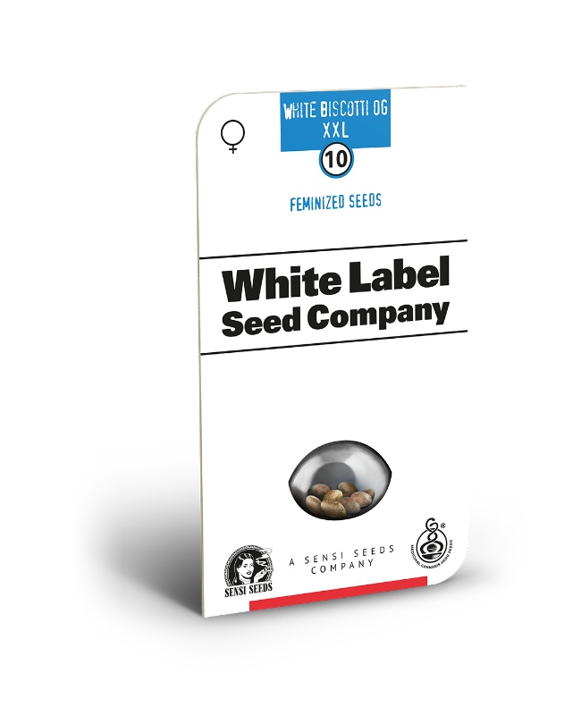 White Biscotti OG XXL Feminized Seeds by White Label - Image 2