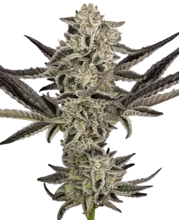 Purple Pickle Automatic Seeds