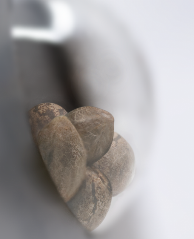 Banana Kush Cake Feminized Seeds - Image 4
