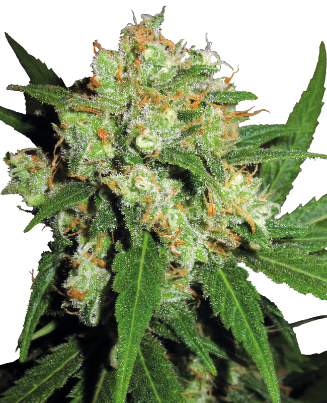 Sensi Skunk Feminized Seeds