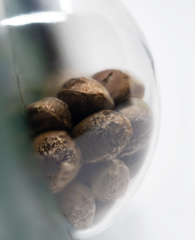 Outdoor Mix Regular Seeds - Image 3