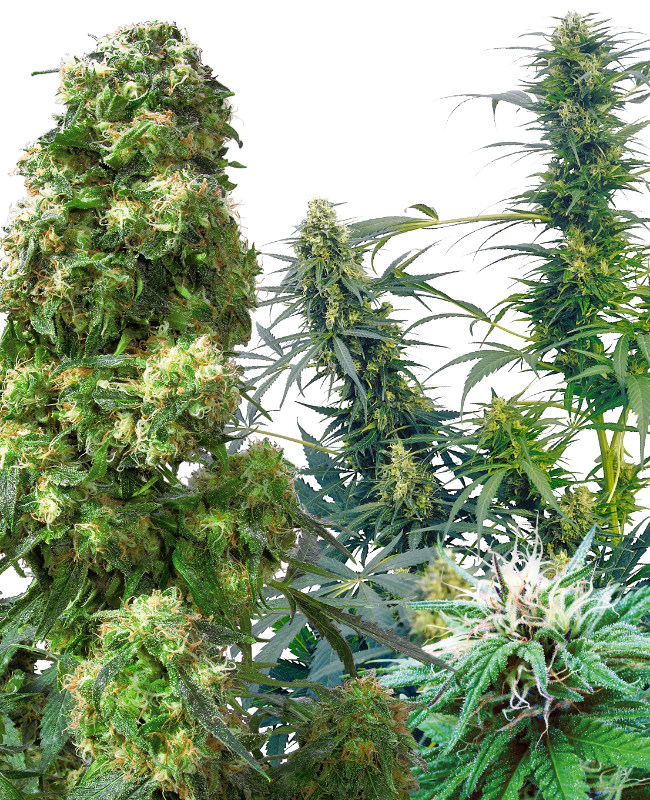 Outdoor Mix Regular Seeds