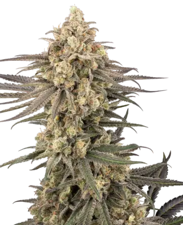 Frosted Grapes XXL Feminized Seeds