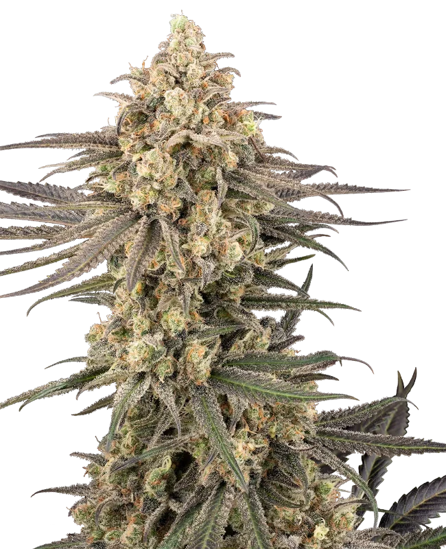 Frosted Grapes XXL Feminized Seeds