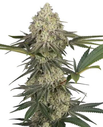 Triple Mints XXL Feminized Seeds