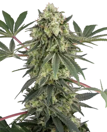 Acai Bacio Feminized Seeds