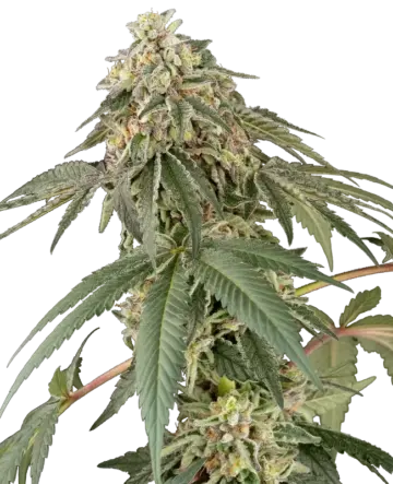 Papaya Roll Feminized Seeds